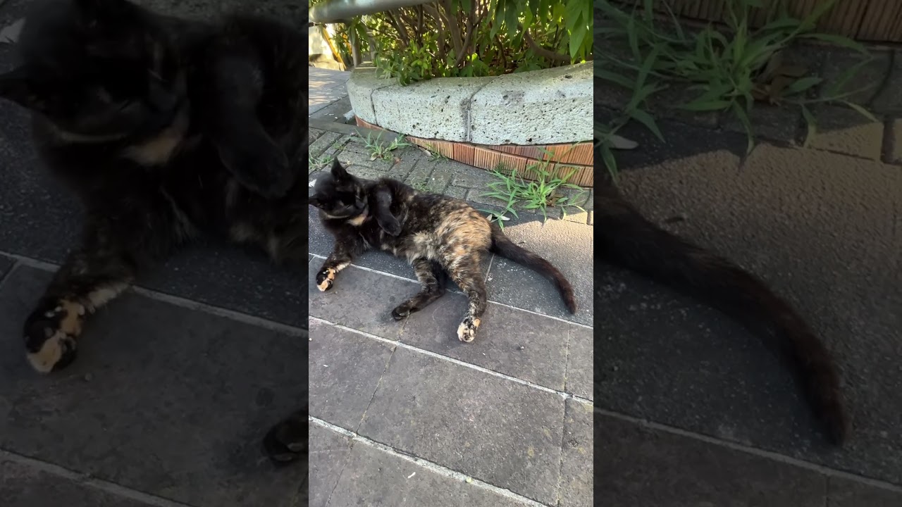 迎えに来て一緒に散歩して遊んで家に帰る錆び猫🐱😆