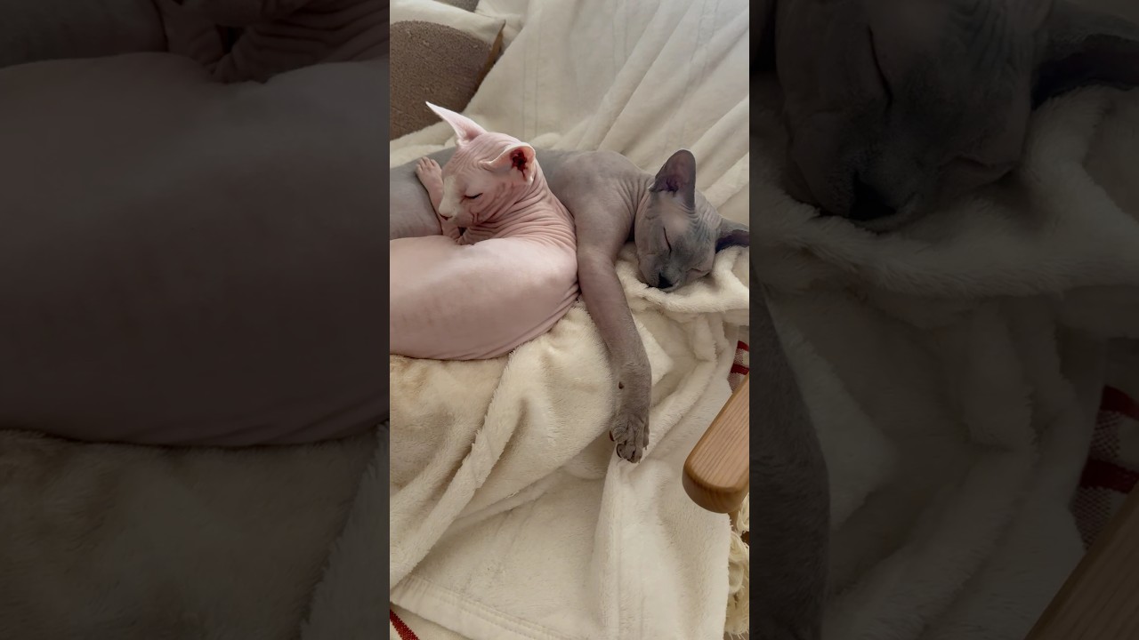 エモすぎる毛のない猫たち【スフィンクス】