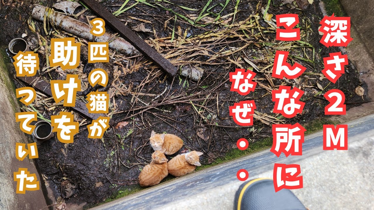 気温は氷点下..信じれない場所に居た子猫３匹を緊急保護しました