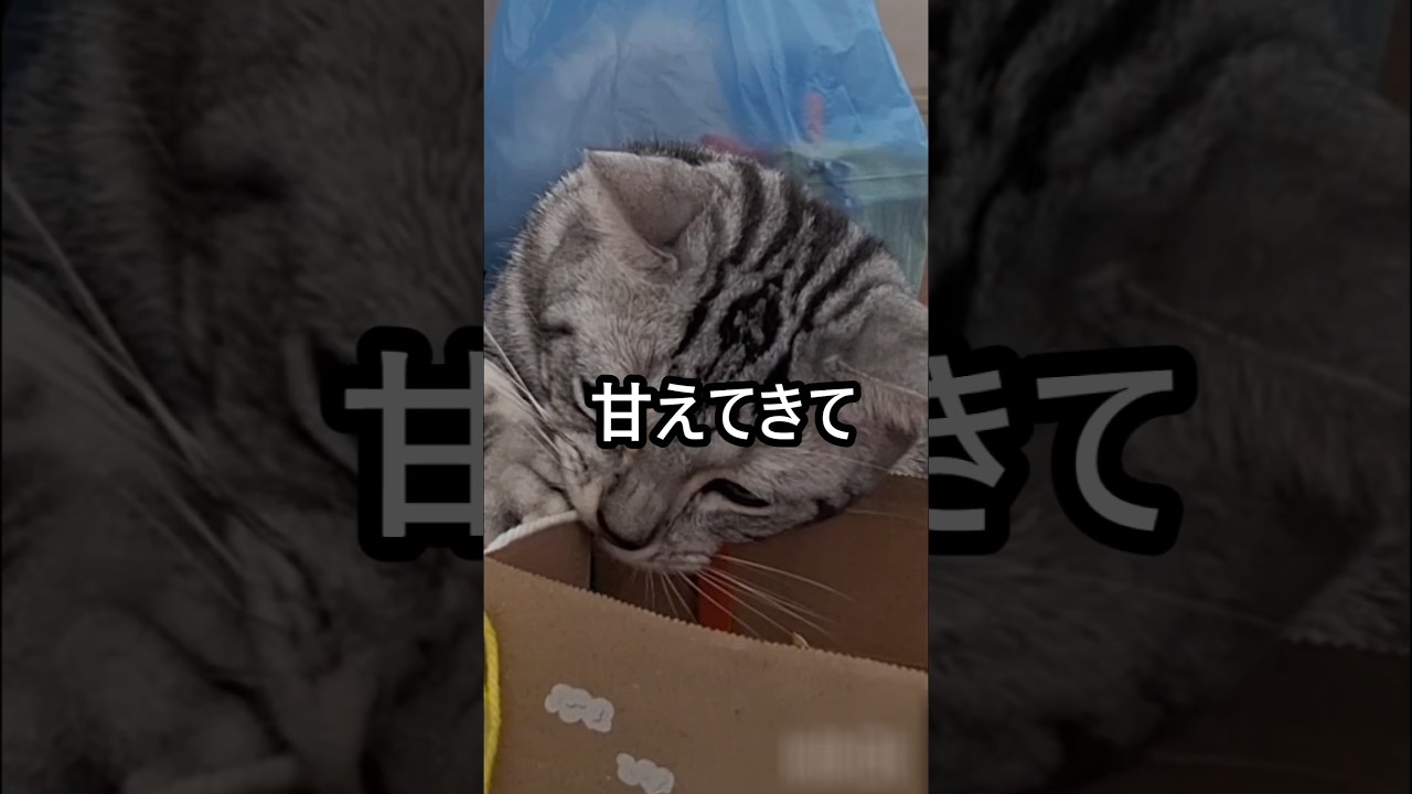 ｢#アメショ の男の子 キリアンの日常 猫の育児｣#shorts  #shortvideo  #cat  #アメリカンショートヘアー #ねこ #猫 #猫のいる暮らし