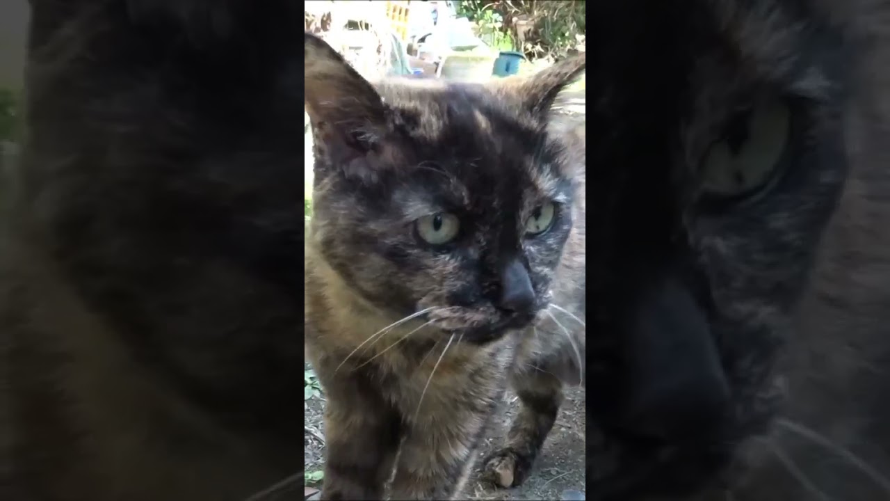 おばあちゃん猫！満20歳と1ヶ月! ② 今日のお散歩！😸【猫かわいい】【会津若松】Grandma cat ! 20 years old ! 😸 Today's walk! From Japan !