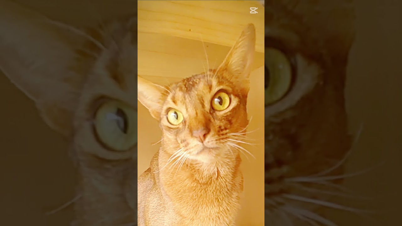 ❇️猫だもの🐈🎶⸒⸒memories of 2025【abyssinian cat boy】