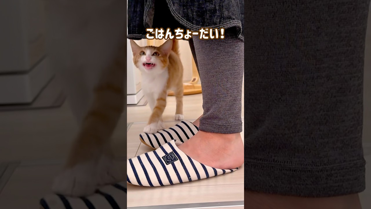 おなかペコペコでママの足元スリスリが止まらない子猫！#ねこ #猫 #子猫 #茶白猫 #保護猫 #茶トラ白 #cutecat #Kitty #cat #猫好きさんと繋がりたい