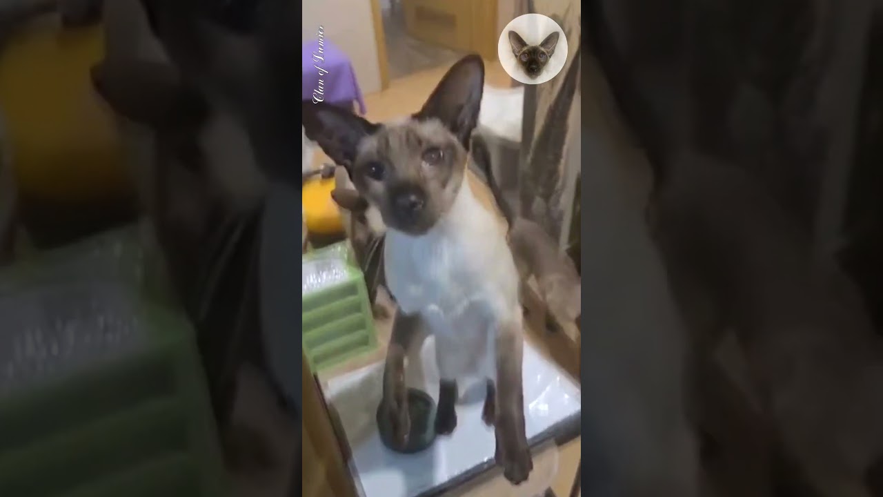 Affection, this is what Chupa needs in the first seconds of our meeting 💖😍💖 cat wants affection 💖