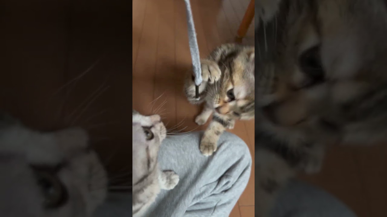 ひも#猫 #cat #アメリカンショートヘア #americanshorthair #アメショ #ビビネネ#ネコ #ねこのいる生活 #猫ミーム#猫写真部#猫のいる暮らし#猫好きさんと繋がりたい