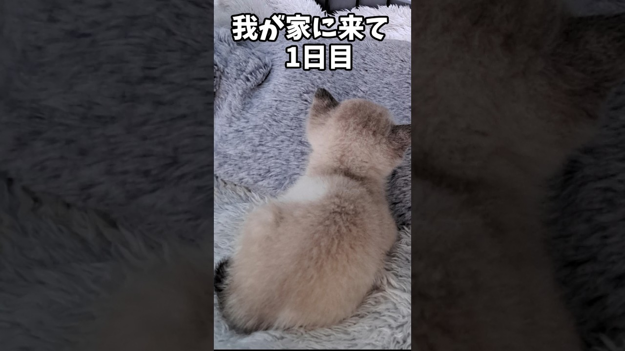 シャム猫っぽい子猫が2年後まさかの姿にwww #cat #子猫 #保護猫 #子ネコ