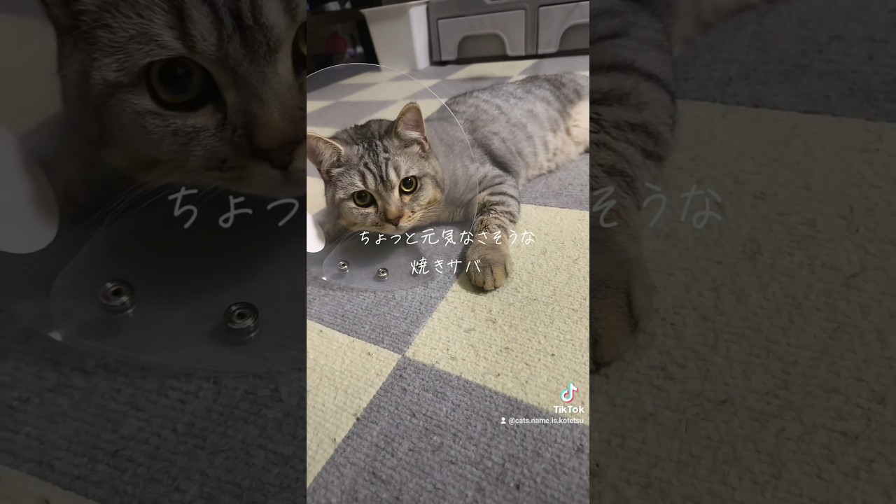 去勢手術無事完了しました