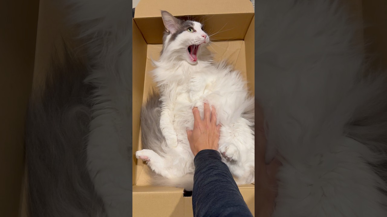 もふもふのお腹を撫でさせてくれる猫【メインクーン】#shorts #cute #メインクーン