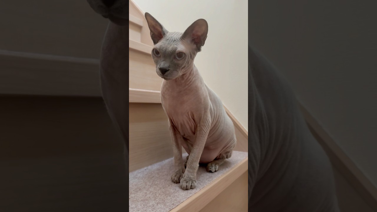 毛のない猫がかわちぃ【スフィンクス】