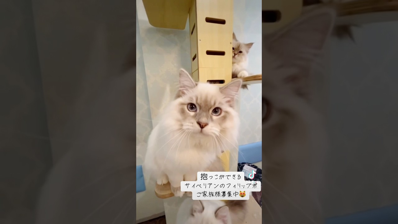 抱っこができる#サイベリアン の#子猫 💖世界チャンピオン血統のフィリップ君です。お迎えするならサイベリアン専門店のロイヤルキャッツで💖#ペットショップ #ペット
