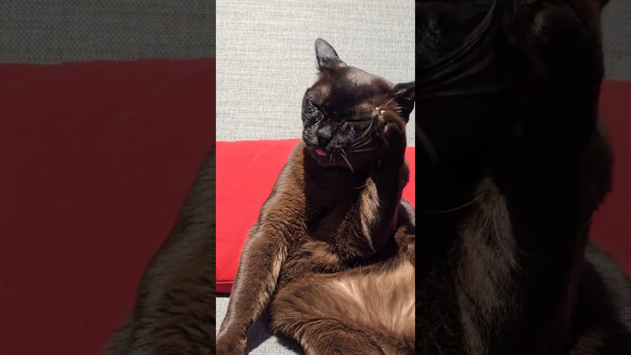 Burmese Cat Daily Diary  #cat #kitten #cutecat #pets #funnyanimals #funnycats #funnycat