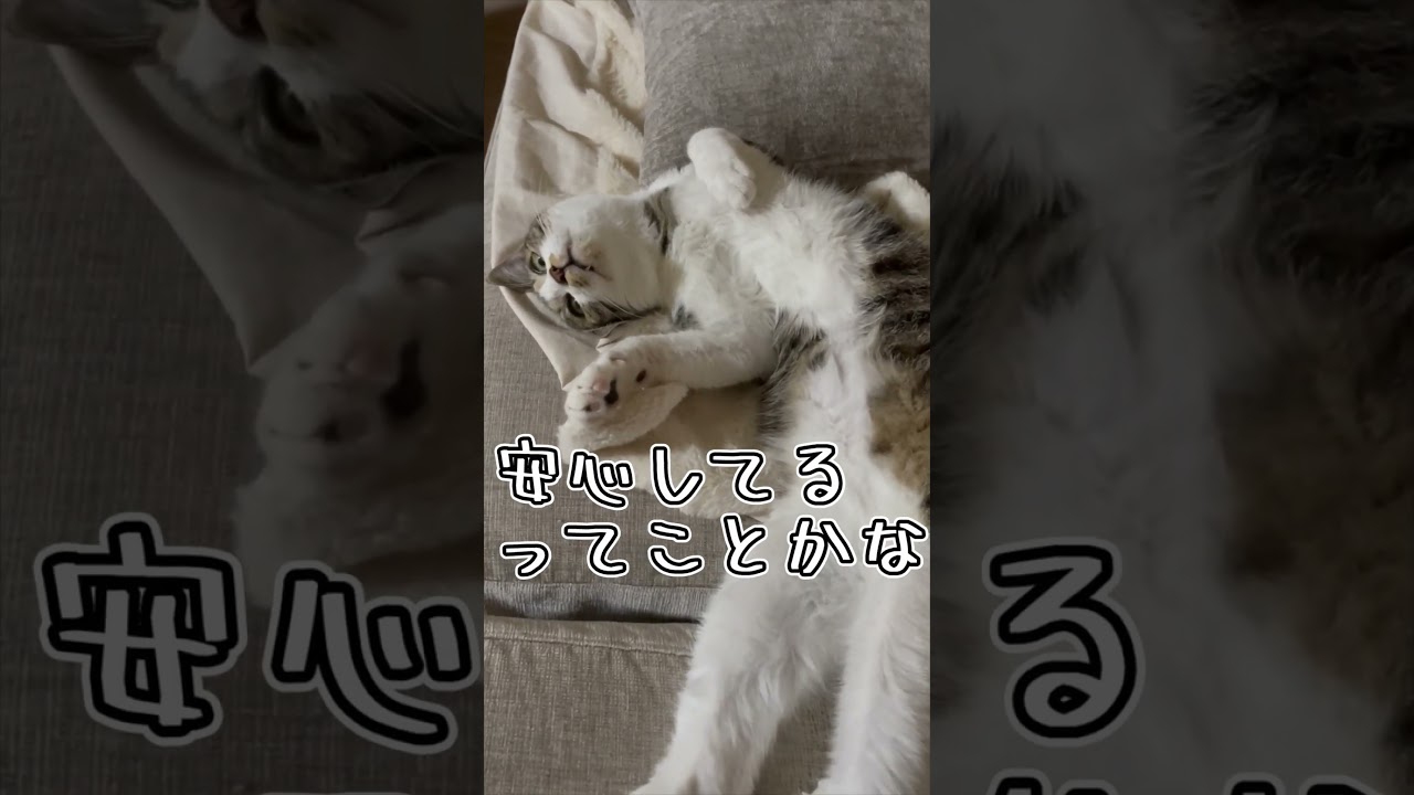 無防備な姿で寛ぐうちの子猫 #shorts #猫 #子猫