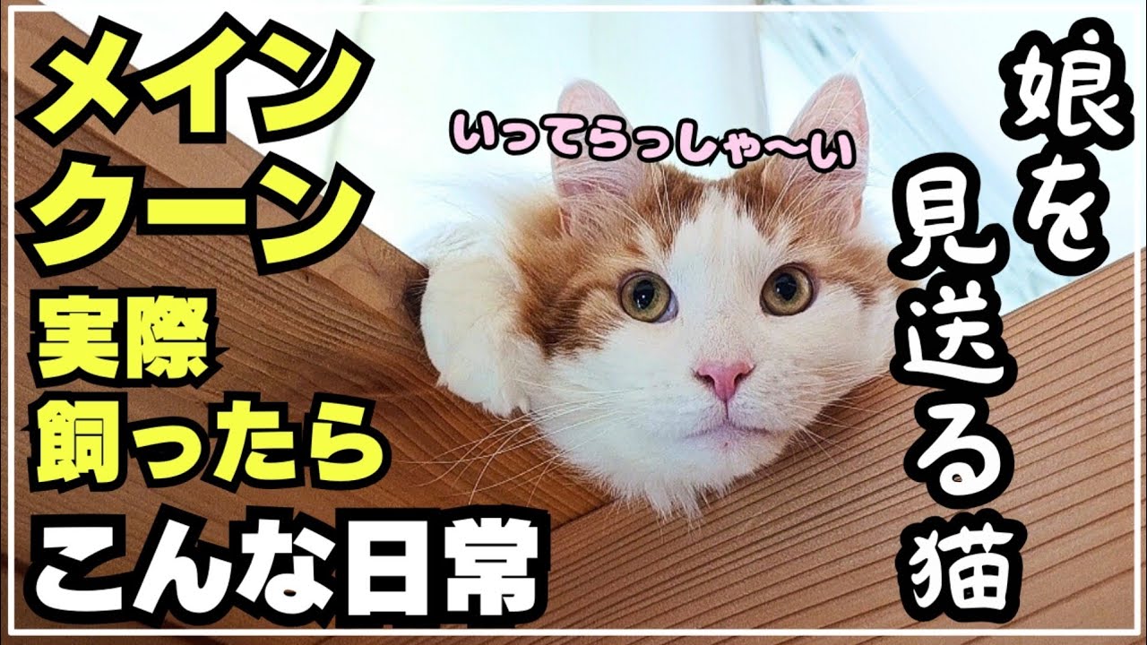 メインクーンと娘がいる家族の朝はこんな感じ