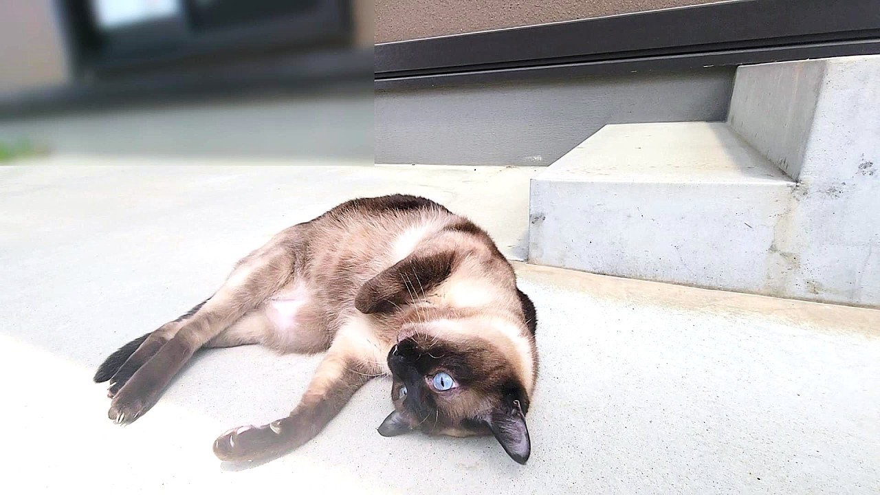 「家へ戻って」と頼むと拒否するシャム猫の拒否の仕方が可愛い👻