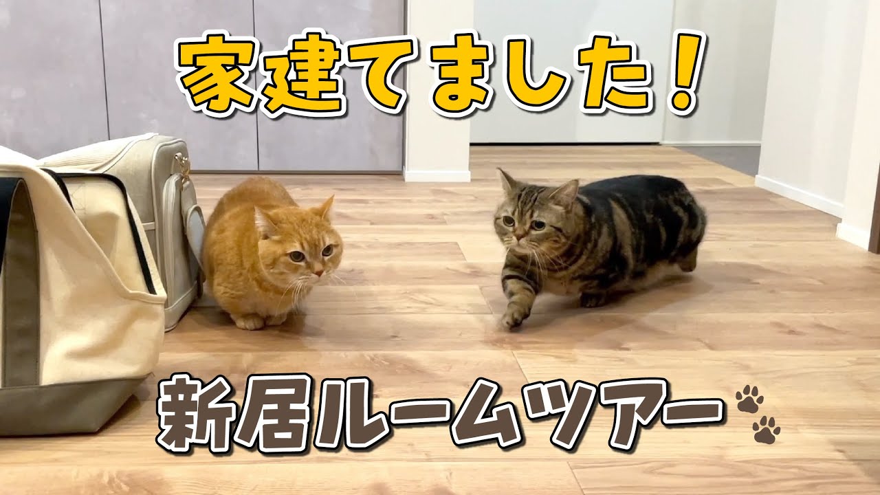 愛猫と暮らすための家を建てました！