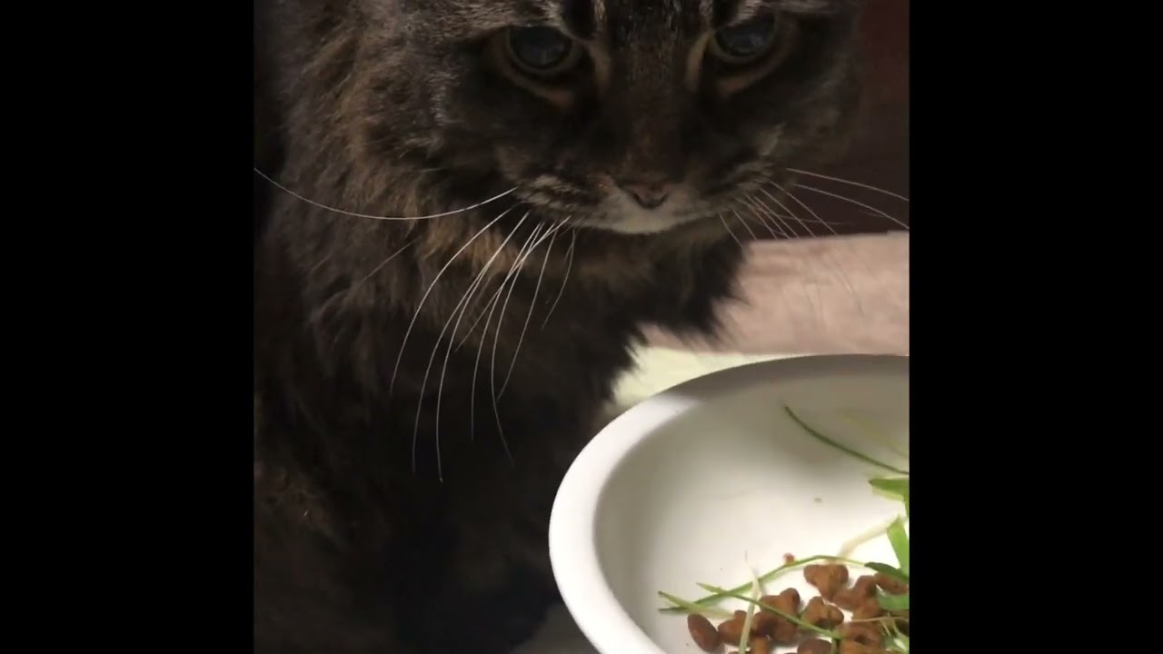アメリカンカール #catvideos #dodgers #americancurl