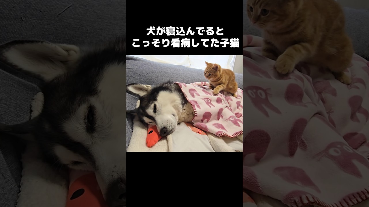 犬が寝込んでるとこっそり看病してた子猫がこちら...#shorts