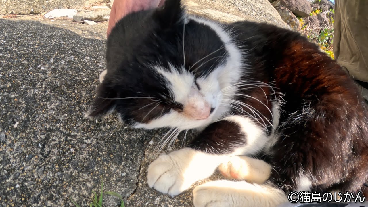 別れが辛くなるほど甘えてくる黒白猫ちゃん