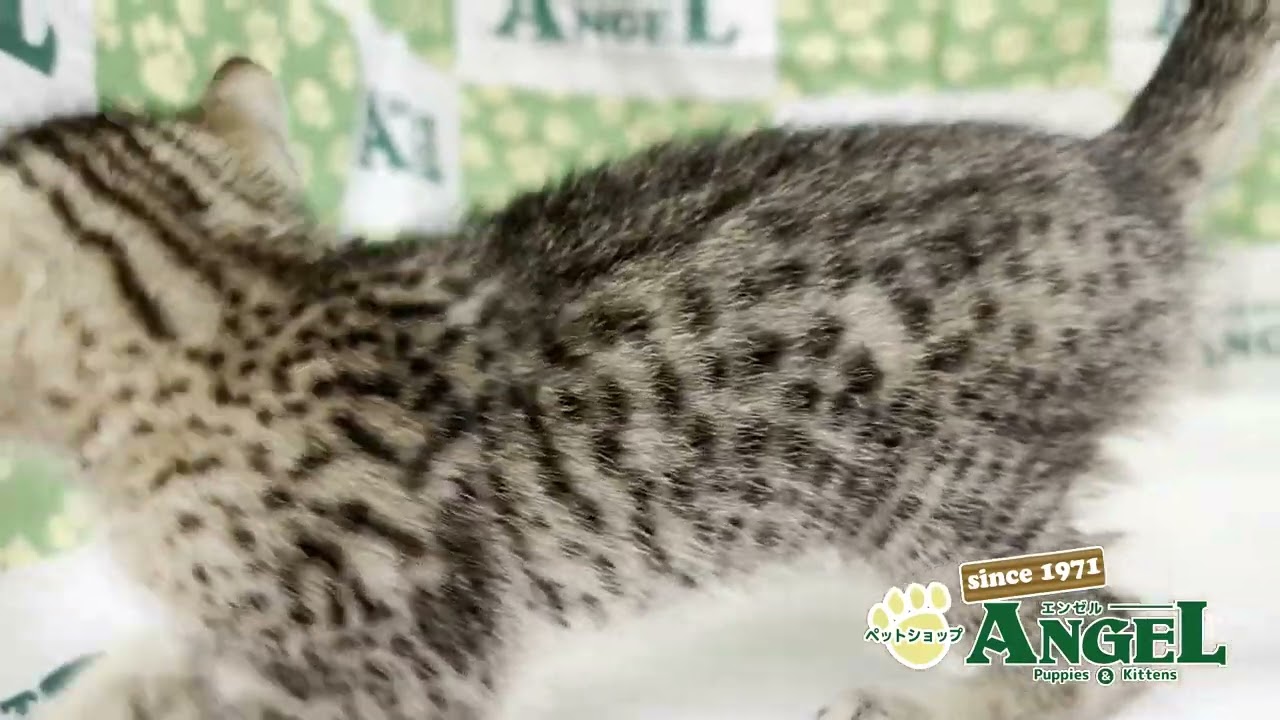 エジプシャンマウ 2504079 【ペットショップエンゼル　子犬・子猫販売】