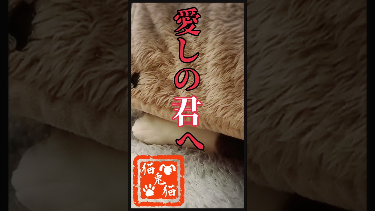 こたつとの別れ〜シャムミックスのビスくん〜 #nostalgia #music #tnr #cat #猫のいる暮らし #youtube #保護猫 #スノーシュー猫