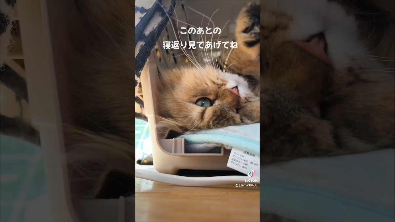 【猫のいる暮らし】#cat 　#ペルシャ 　#猫 　#スコティッシュフォールド