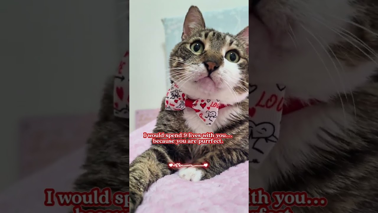 I'd Share All 9 Lives with You! 🐾