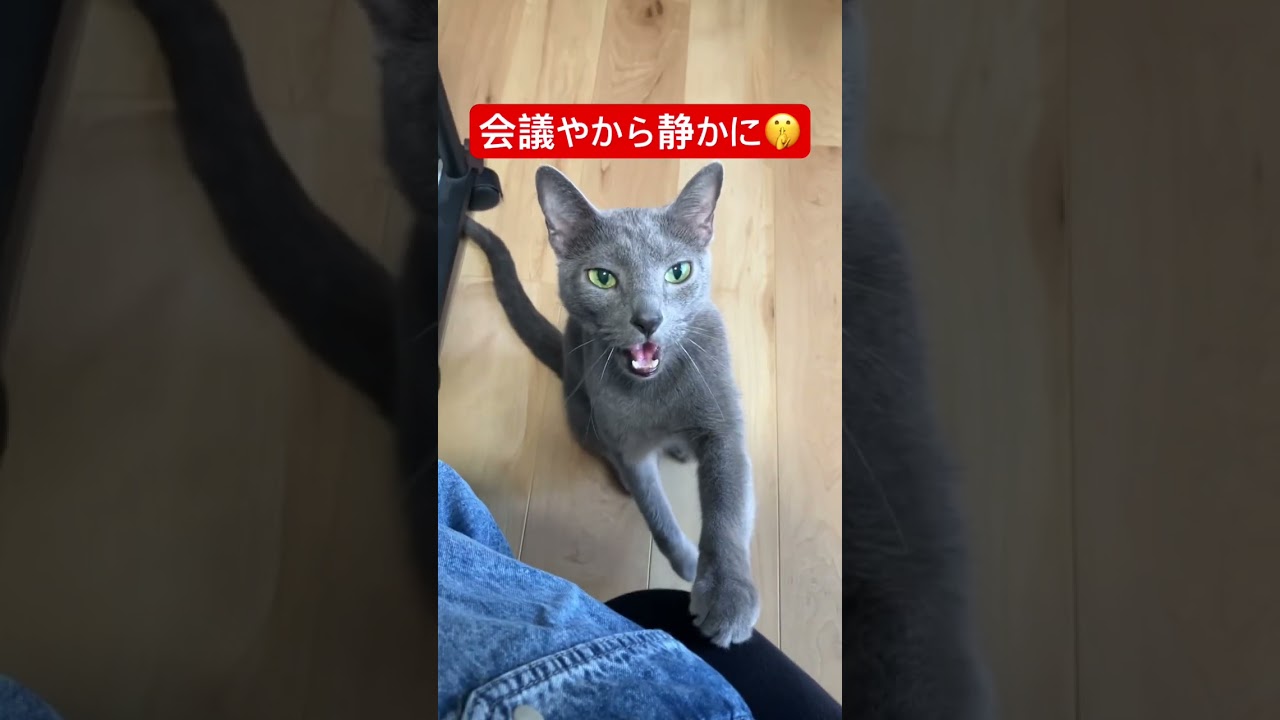 サイレントキャット言い出したやつ誰よ猫#ロシアンブルー #猫