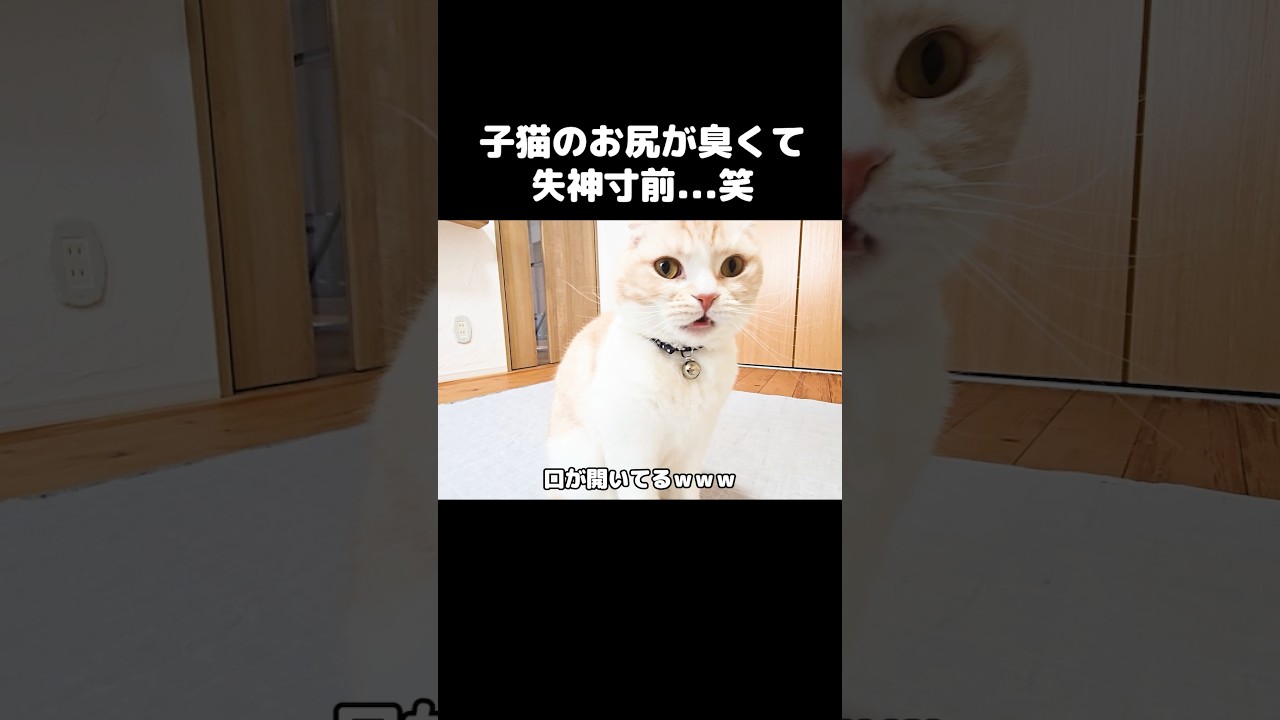 子猫のお尻が臭くて失神寸前...笑#shorts