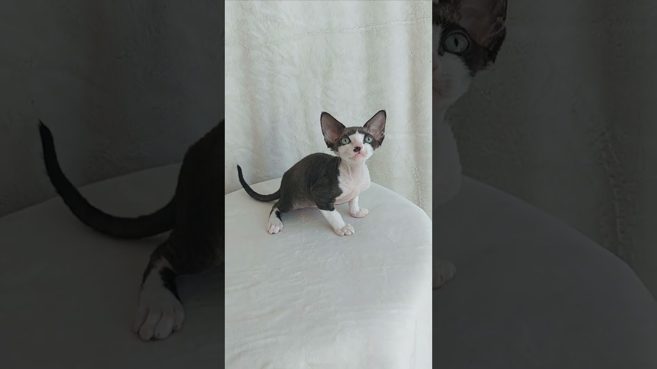 Freddie is a Gorgeous Devon Rex Kitten in a Black and White Fur Coat With Excellent Breeding Data