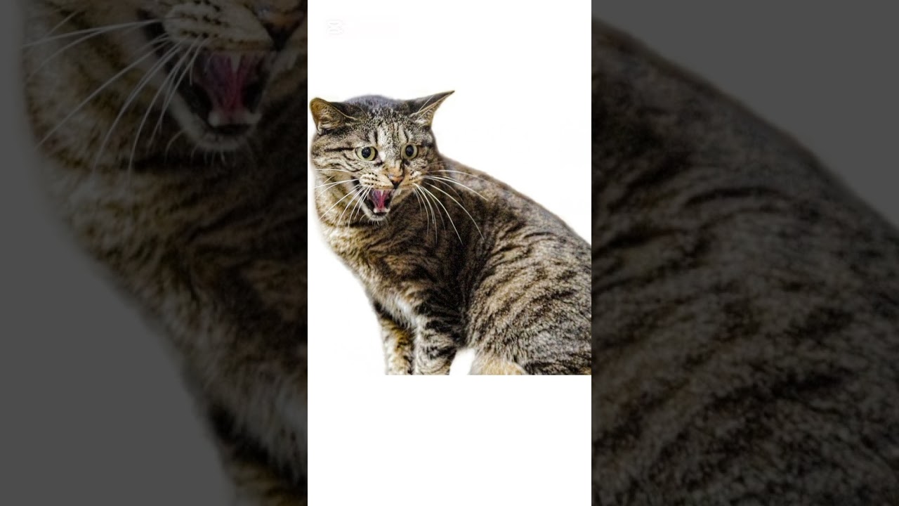 #猫 #猫のいる暮らし #cat #猫 のストレス#猫の豆知識