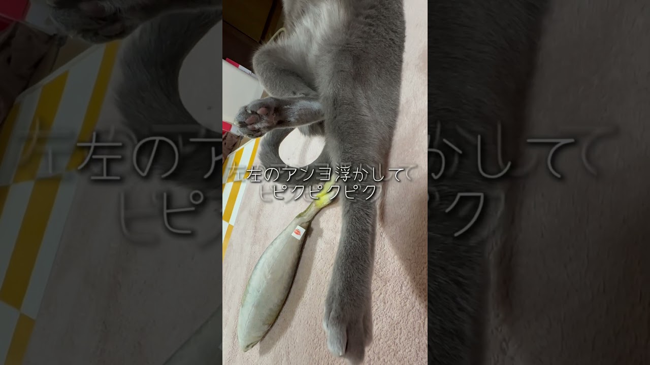 【ロシアンブルー】めろんのヘソ天♡個性的すぎ🤭【猫】#shorts