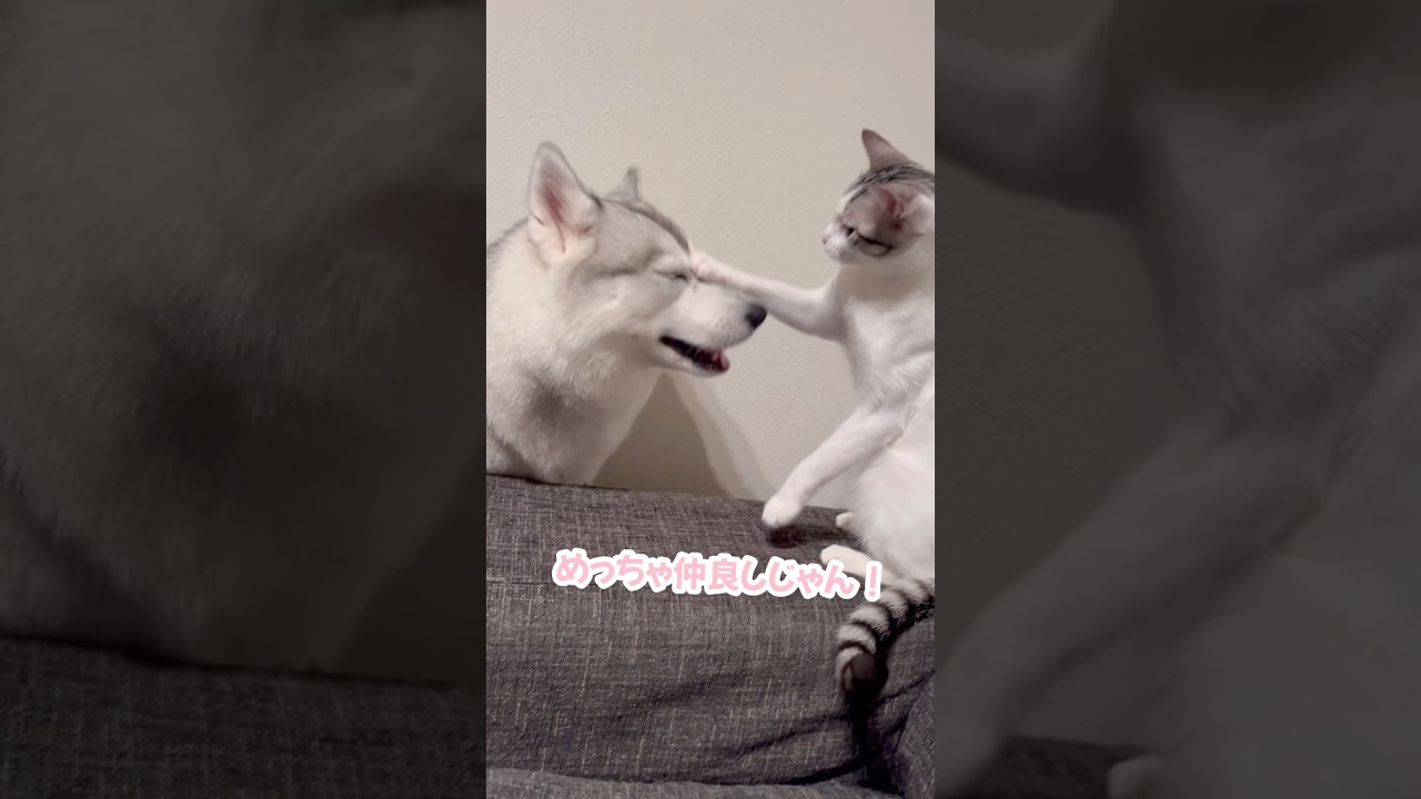 子猫がハスキーにちょっかいをかけたら… #シベリアンハスキー #ハスキー #子猫