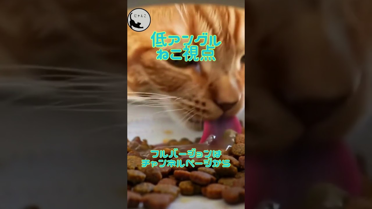 猫視点から見る1日 | かわいい | にゃんこびゅー