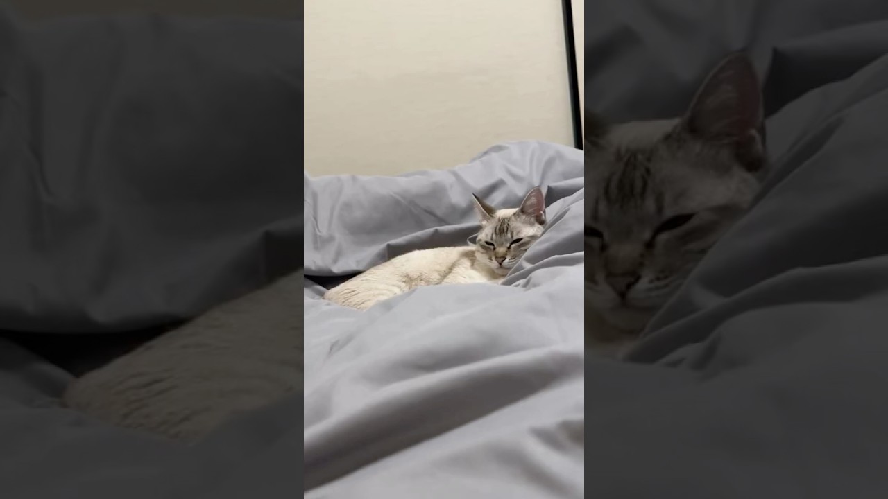 ジャストフィット寝床スタイル　#シャムトラ #元保護猫 #シャムミックス  #cat #猫耳 #kitten  #猫耳 #siamesemix