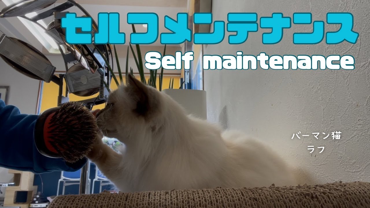 バーマン猫ラフ【セルフメンテナンス】Self maintenance（バーマン猫）Birman/Cat