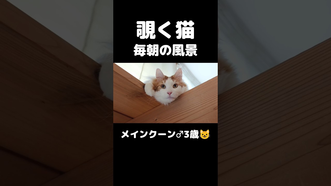 見守り猫 #猫のいる暮らし #猫 #メインクーン