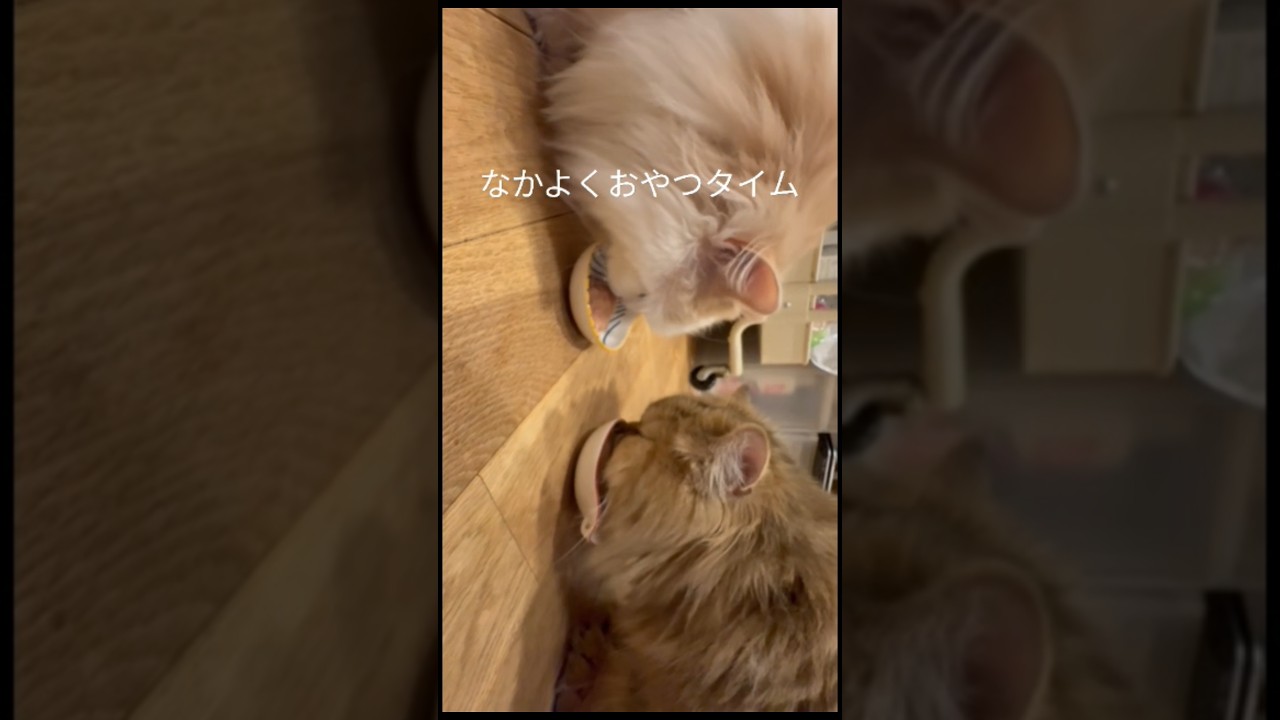 【猫のいる暮らし】#cat 　#ペルシャ 　#スコティッシュフォールド 　