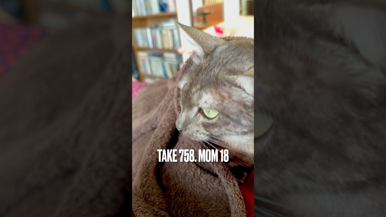 今朝もママのお腹の上で #至福のじかん にゃ‼️#眠り猫 #ぬくぬく猫 #猫と暮らす #egyptianmaucat #エジプシャンマウ #エジプシャンマウの仲間たち #shorts