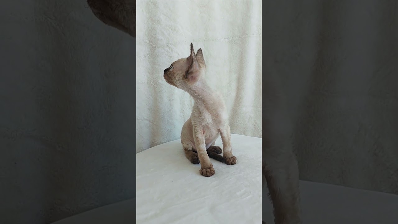 Fibie Girl is a Cute Devon Rex Kitty With Bright Blue Eyes and The Most Gentle Character