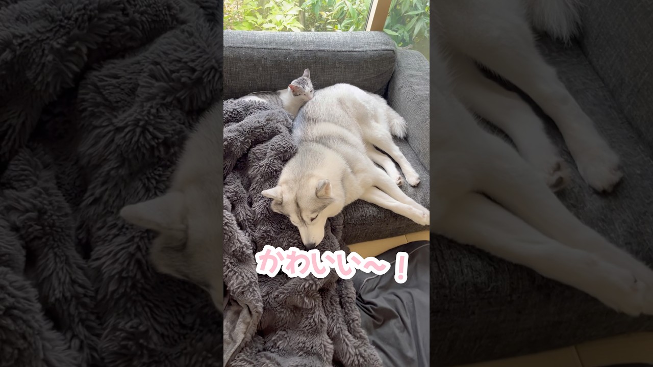 ハスキーを枕にしてる子猫 #シベリアンハスキー #ハスキー #子猫