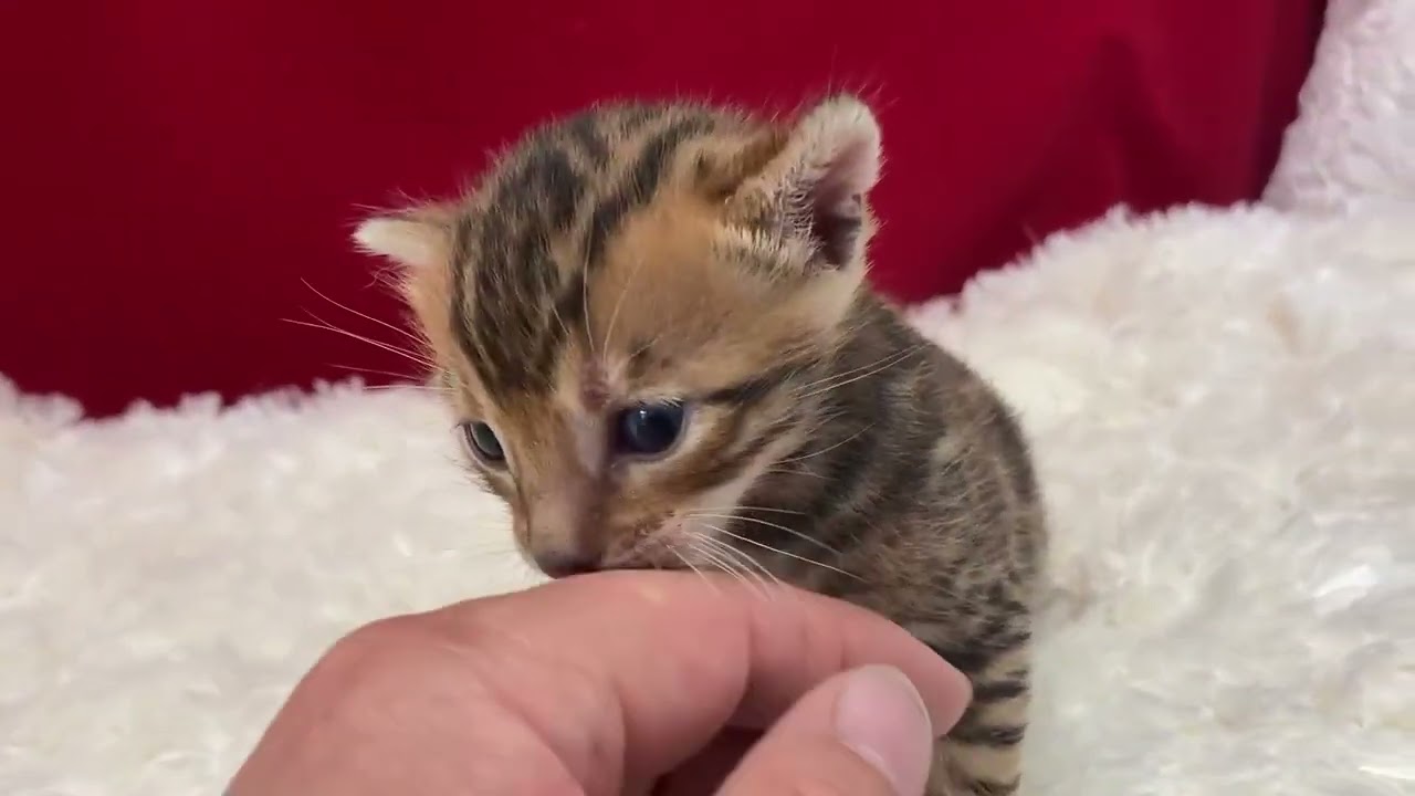 ベンガル とっても可愛い子です。　ブラウンスポテットタビー(ロゼット)