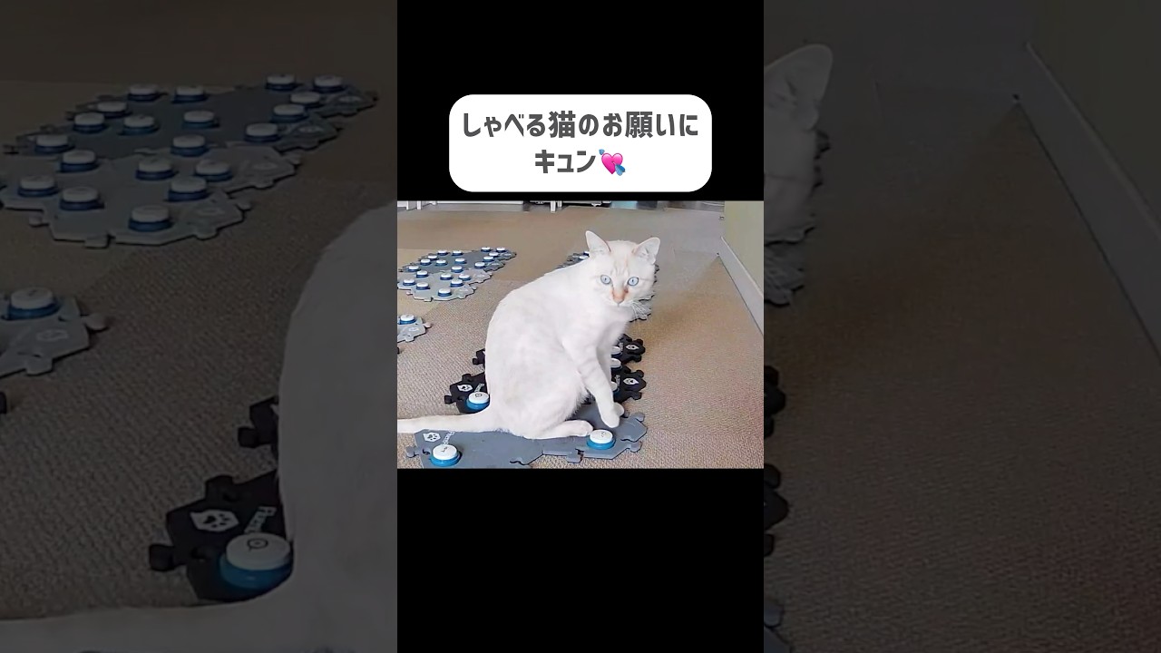 猫のお願い💘想像の10倍キュン
