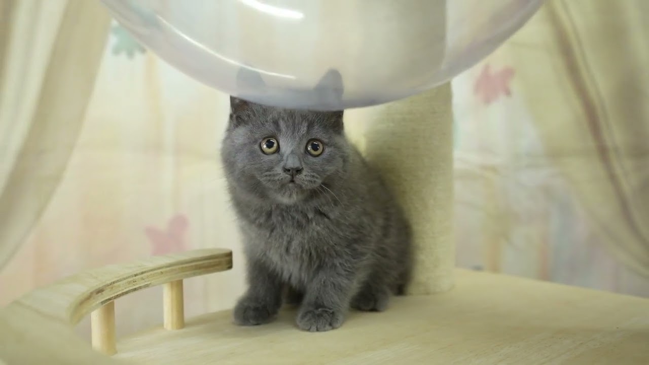 スコティッシュフォールド 総額表示！！全て込みの価格です🐱