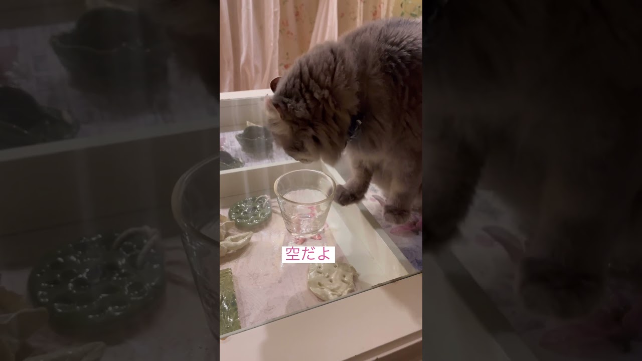 何でも練習 #猫動画 #cat #猫のいる暮らし #アメリカンカール