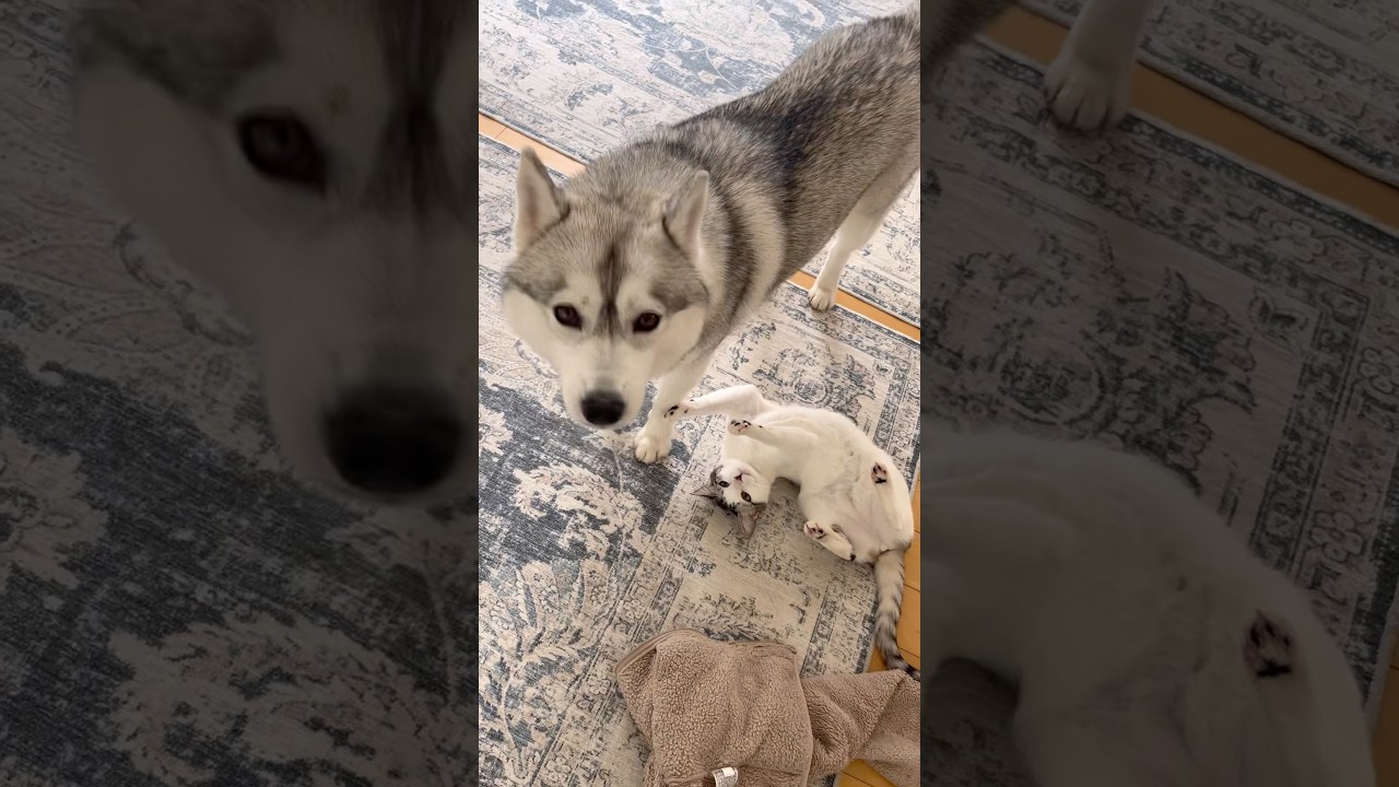 散歩から帰ってきたハスキー姉妹をお出迎えする子猫 #シベリアンハスキー #ハスキー #子猫