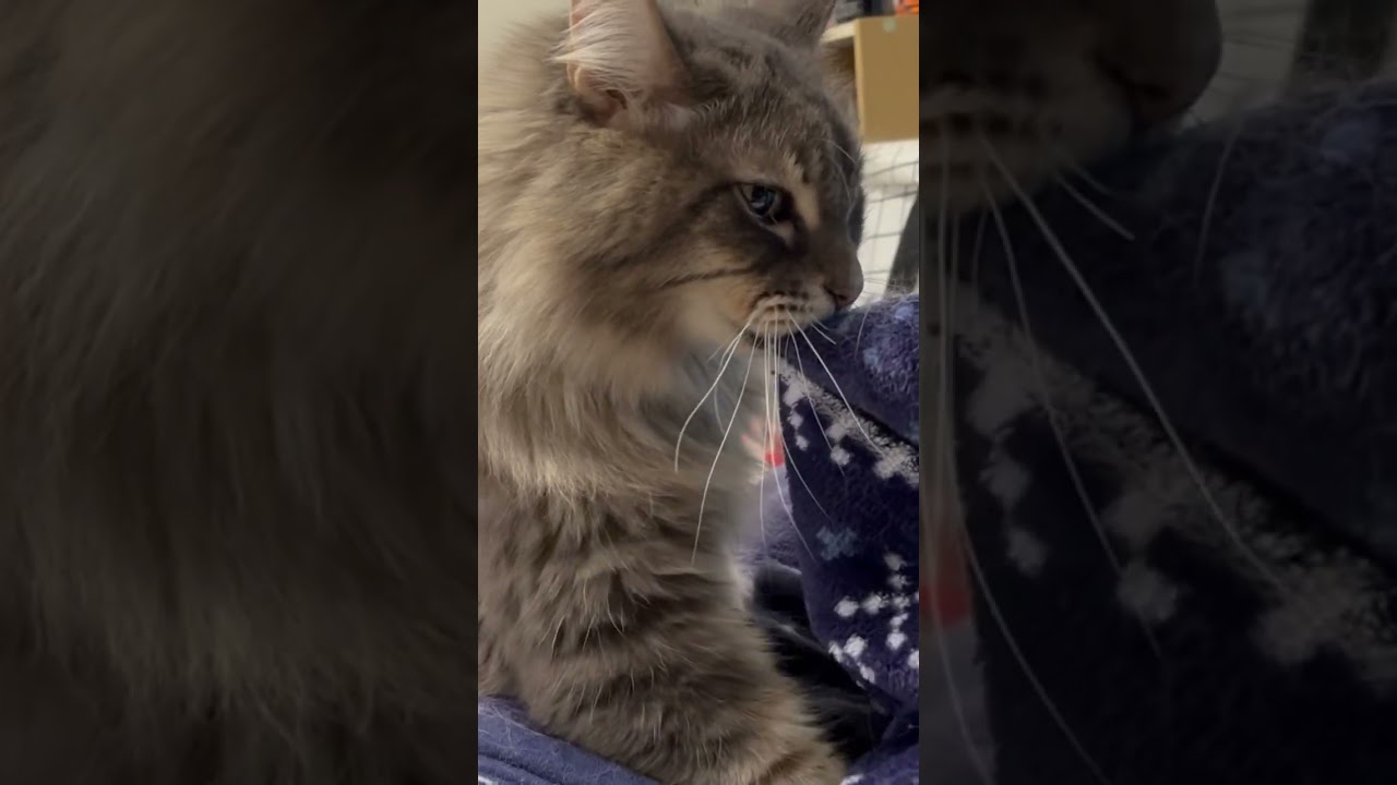 キングのもみもみタイム　#メインクーン #猫のいる暮らし #ねこ #もふもふ #もみもみ #ねこ #多頭飼い #cat