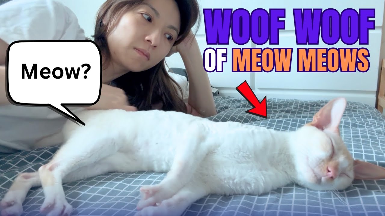 この猫は犬のように振る舞う