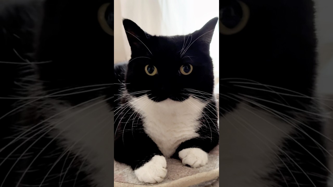 I'm Uni! :3  #catsofyoutube #cat #cutecat