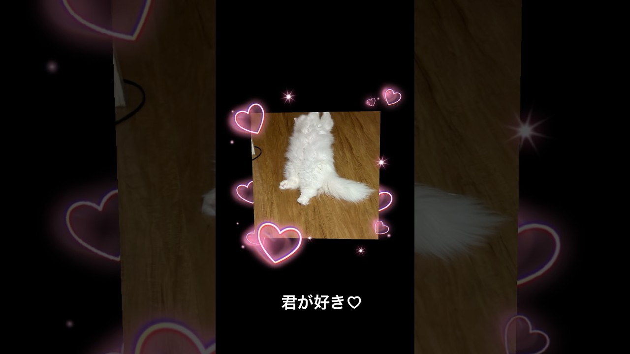 ラガマフィン白猫ななちゃん　へそ天ばっかりからのお布団で同化　#ragamuffin #ラガマフィン #白猫 #ねこのいる暮らし