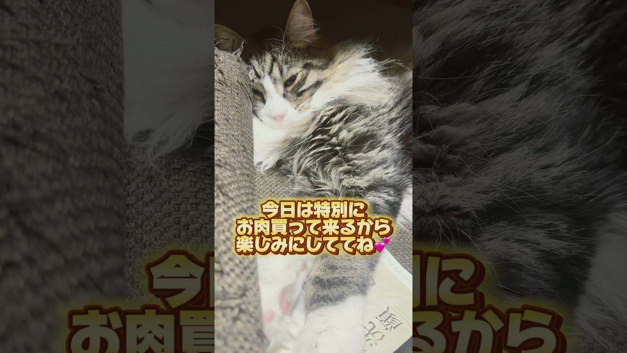 1歳になりました🐱 #猫 #メインクーン#誕生日 #かわいい